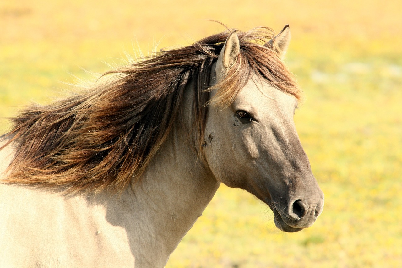 Co musisz wiedzieć o diecie koni?