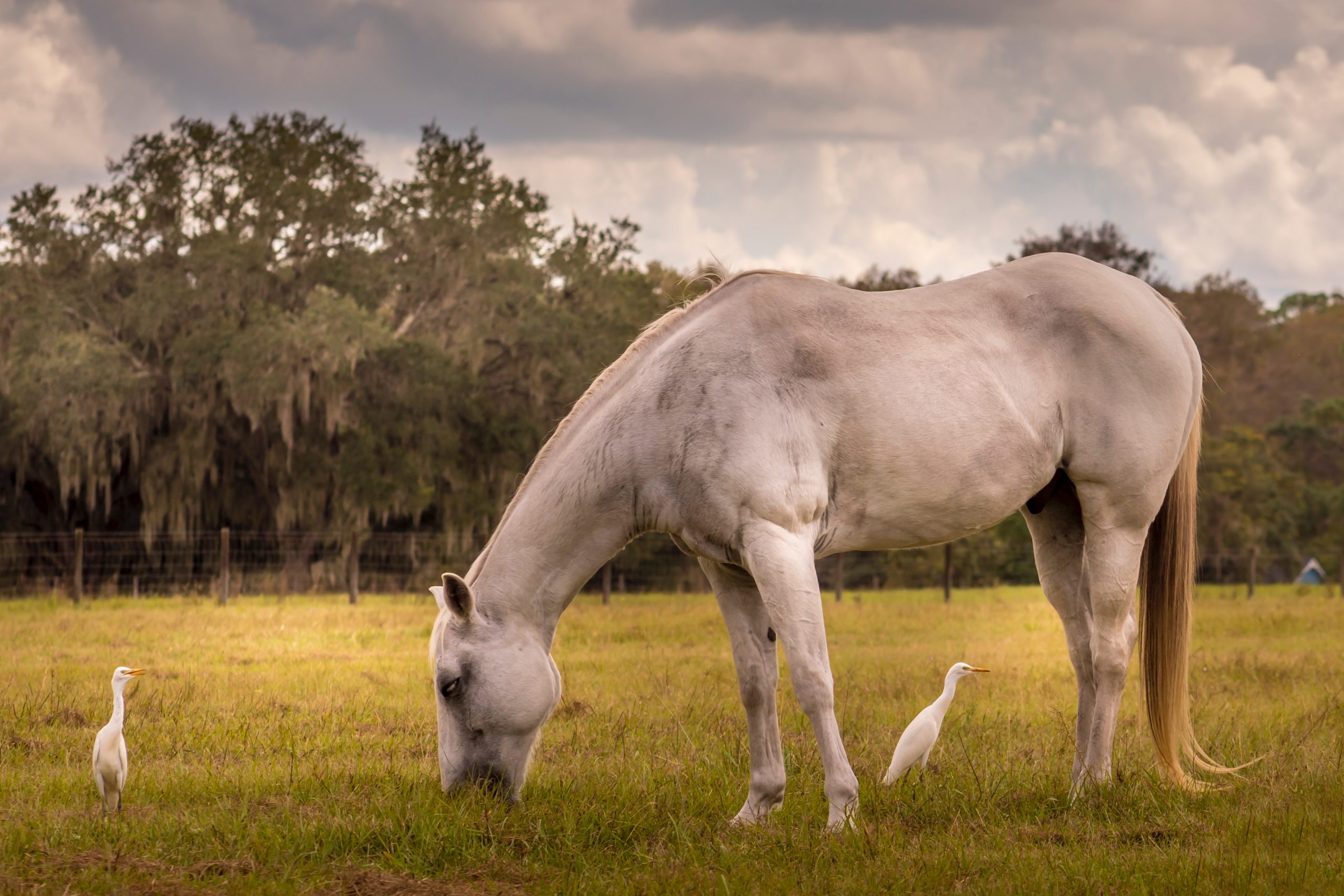 Suplementy dla koni — wspomaganie zdrowia i kondycji