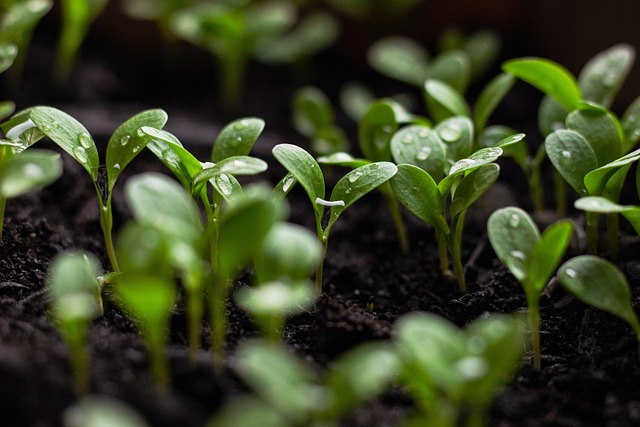 Sadzonki ziół — idealne rozwiązanie dla pasjonatów ogrodnictwa