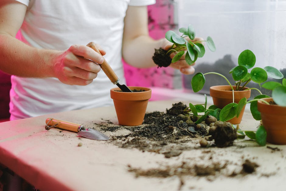 Jak założyć mały ogród w domu: Praktyczny poradnik dla początkujących