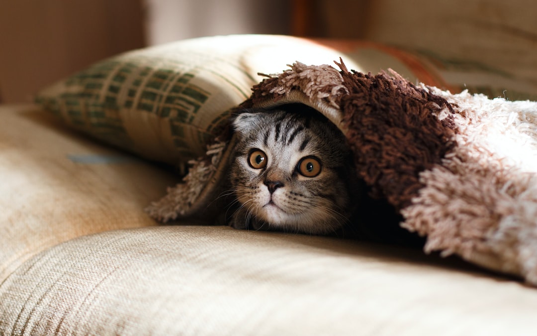Kuwety zakryte – higiena dla Twojego kota