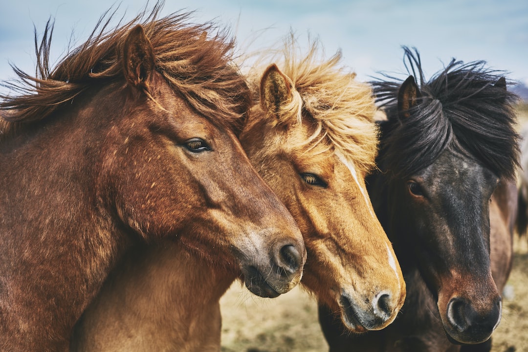Oleje dla koni: Dbaj o zdrowie i kondycję swojego podopiecznego