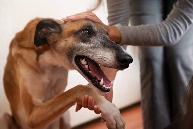 Rozumienie języka ciała twojego zwierzaka: Klucz do lepszej komunikacji